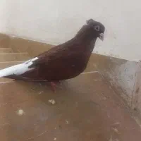 جفت یال سرخ گلدار وسرخ دم سفید نر|پرنده|شیراز, فاضل|دیوار