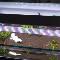 تانگ میگو|ماهی|بندرعباس, |دیوار