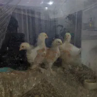 جوجه برهما|پرنده|اردکان, |دیوار