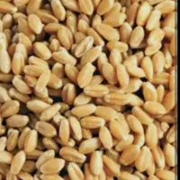 گندم درشت بذر پیشگام