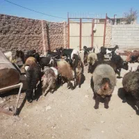 کولار|حیوانات مزرعه|مرودشت, دولت آباد|دیوار