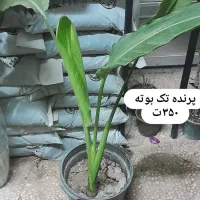 گل پرنده بهشتی هیدج ام|گل و گیاه طبیعی|خرمدره, |دیوار