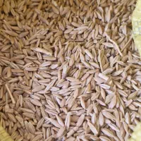 جو فروشی سهند|گل و گیاه طبیعی|مینودشت, |دیوار