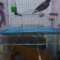 دوتا مرغ مینا سخنگو