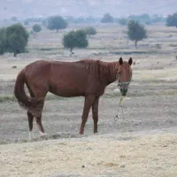 اسب نریون در باغملک