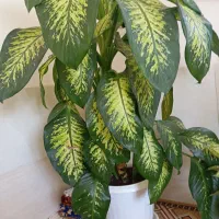 گل زیبا و بزرگ