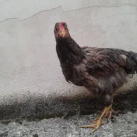 خروس‌ومرغ‌ وغاز|حیوانات مزرعه|چالوس, |دیوار