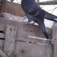 جوجه کبوتر