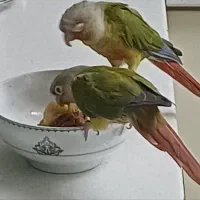 جفت گرینجیک