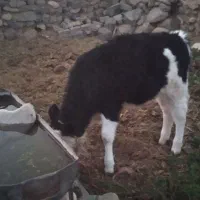 گوساله ماده