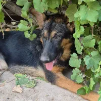 شاه توله سگ ژرمن شولاین|سگ|دزفول, |دیوار