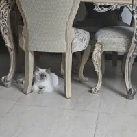 گربه گمشده خانی آباد نو با مژدگانی ۳ میلیون تومانی|گربه|تهران, خانی آباد نو جنوبی|دیوار