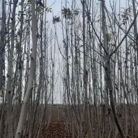 گردو کاغذی  ۴ساله