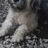 توله سگ شینزو