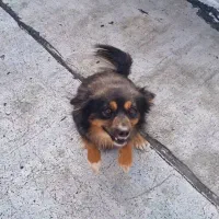 سگ پاکوتاه نر|سگ|خوی, |دیوار