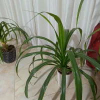 گل پاندانوس خیلی بزرگ و غول پیکر|گل و گیاه طبیعی|نیشابور, امام|دیوار