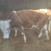 گاو دورگه ۸ماه ابستن و سیمیتال