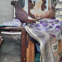 ۴ جفت کبوتر عتیقه