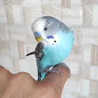 جفت مرغ عشق بامزه و کاملاً دستی + قفس و لوازم کامل|پرنده|مهاباد (آذربایجان غربی), |دیوار