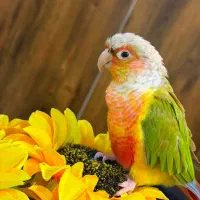 گرینچیک گم شده