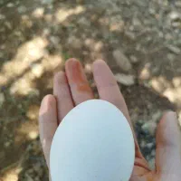سلام تخم غاز نطفه دار بهترین