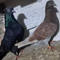 یک جفت کبوتر دمه تخم ،زاغوسرخ