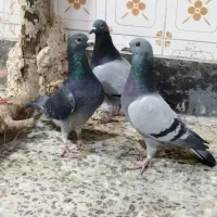 کفتر پلاکی کاشانی تهرانی