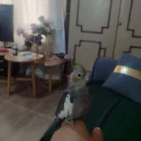 عروس هلندی گم شده