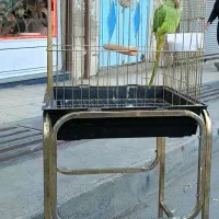 فروش ملنگو نر  اهلی اهلی  ۱۰ماهه.|پرنده|سردشت, |دیوار