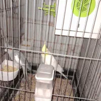 عروس هلندی جفت|پرنده|چهاردانگه (تهران), |دیوار