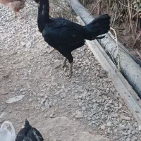 مرغ لاری شامو اوشامو افغان|حیوانات مزرعه|تهران, تهرانسر مرکزی|دیوار