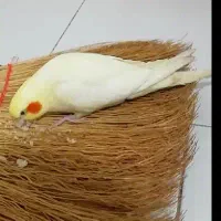 عروس هلندی گمشده