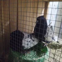 کفتر  شاپرک|پرنده|بهمن صغاد, |دیوار