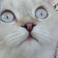 پخش عمده جوسرا ۲ و ۱۰ کیلویی ویژه نوروز