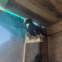 کبوتر|پرنده|مرودشت, فاز دوم شهرک فرهنگیان|دیوار