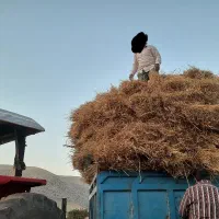 کاه خرمنکوب سفید نرم گندم دیم بدوم خار تقریبا ۴تن
