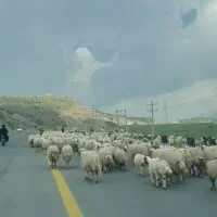 کاه نخود