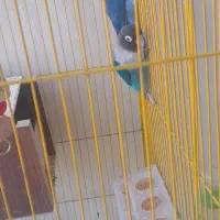 مرغ عشق فنچ طوطی کوتوله|پرنده|رفسنجان, |دیوار