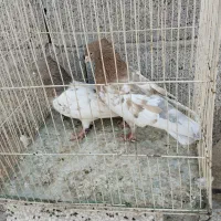 کله زرد ، سینه سرخ ماده، کله هفترنگ|پرنده|مشهد, امیرآباد|دیوار