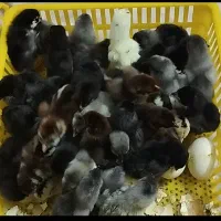 فروش تعدادی جوجه سه روزه محلی