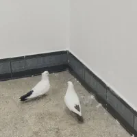 کبوتر دمبی نروماده|پرنده|بهبهان, |دیوار