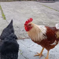 خروس آواز خوان و مرغ تخم گذار فروشی