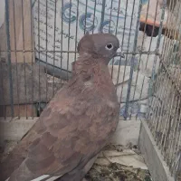 کبوتر پرشی پلاکی زینتی کفتر