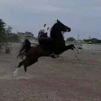 اسب