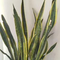 سانسوریا|گل و گیاه طبیعی|اصفهان, اصفهانک|دیوار