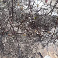 نهال انجیر گلابی وانگور بیدانه سفید|خدمات باغبانی و درختکاری|محمدیه-قزوین, |دیوار