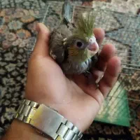 عروس هلندی