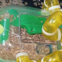 همستر نر|موش و خرگوش|گرگان, |دیوار