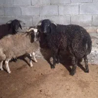 بره نر چاق چاق برای قصابی