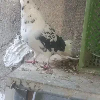 کیوتر|پرنده|هشتگرد, شهرک صنعتی هشتگرد|دیوار